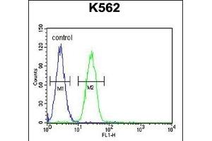 TBX6 Antibody (C-term) (ABIN655896 and ABIN2845296) flow cytometric analysis of K562 cells (right histogram) compared to a negative control cell (left histogram).