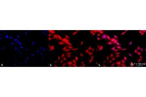 Immunofluorescence (fixed cells) (IF/ICC) image for anti-Heat Shock Factor Protein 1 (HSF1) (AA 378-395) antibody (Biotin) (ABIN2484627)