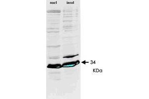 Western blot of HNRNPA1 monoclonal antibody, clone 9H10  on HeLa cell extract.