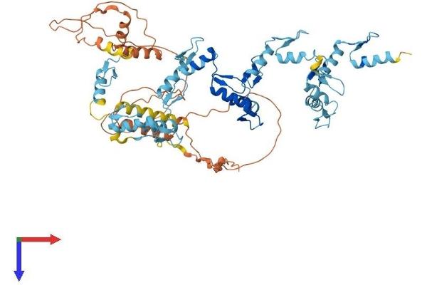 ZNF549 Protein (AA 1-640) (His tag)