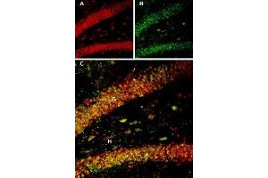 Multiplex staining of BDNF and proBDNF in rat hippocampus - Immunohistochemical staining of rat hippocampal dentate gyrus perfusion-fixed frozen sections using Guinea pig Anti-BDNF Antibody (ABIN7042969, ABIN7045379 and ABIN7045380), (1:300) and Anti-proBDNF Antibody (ABIN7043558, ABIN7044753 and ABIN7044754), (1:200). (Pro BDNF Antikörper  (Pro-Domain))