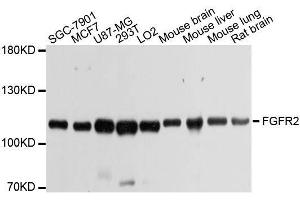Western blot analysis of extracts of various cell lines, using FGFR2 antibody. (FGFR2 Antikörper  (AA 245-345))