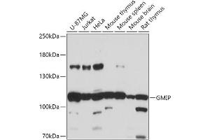 Western blot analysis of extracts of various cell lines, using GMIP antibody (ABIN7267369) at 1:1000 dilution.