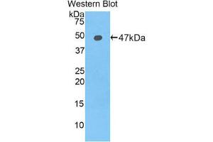 Western Blotting (WB) image for anti-Lipocalin 12 (LCN12) (AA 30-193) antibody (ABIN1859626) (LCN12 Antikörper  (AA 30-193))