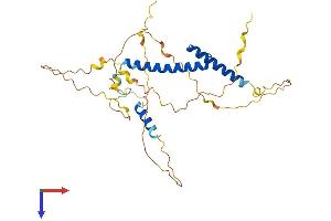 MYOD1 Protein (AA 1-318) (His tag)