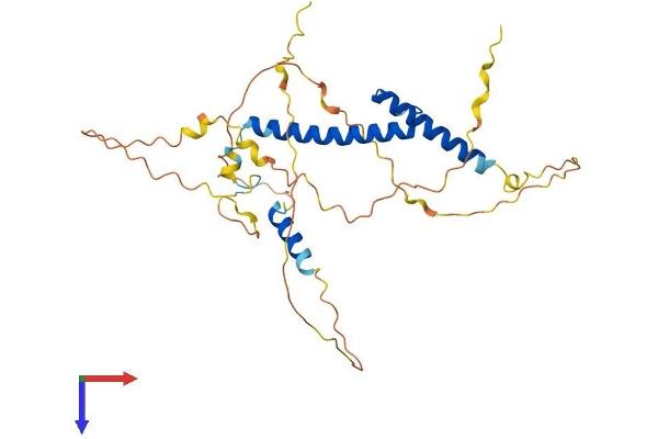 MYOD1 Protein (AA 1-318) (His tag)