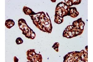 IHC image of ABIN7172646 diluted at 1:500 and staining in paraffin-embedded human placenta tissue performed on a Leica BondTM system. (Sp3 Antikörper  (AA 301-384))