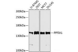 Western blot analysis of extracts of various cell lines using PPFIA1 Polyclonal Antibody at dilution of 1:5000. (PPFIA1 Antikörper)