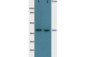 Western Blotting (WB) image for anti-Glyceraldehyde-3-Phosphate Dehydrogenase (GAPDH) (AA 1-335) antibody (ABIN678458) (GAPDH Antikörper  (AA 1-335))