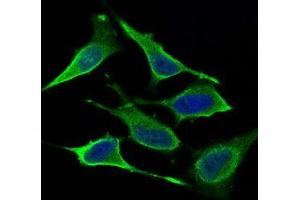 Immunofluorescence analysis of Hela cells using DNM1L mouse mAb (green). (Dynamin 1-Like Antikörper  (AA 69-213))
