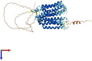 SLC29A4 Protein (AA 1-528) (His tag)