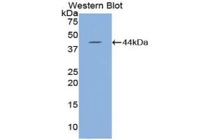 Western blot analysis of recombinant Mouse HYAL2. (HYAL2 Antikörper  (AA 23-447))