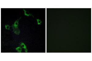 Immunofluorescence (IF) image for anti-Cell Death-Inducing DFFA-Like Effector B (CIDEB) (Internal Region) antibody (ABIN1850417) (CIDEB Antikörper  (Internal Region))