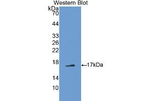 Western blot analysis of recombinant Mouse PTN. (Pleiotrophin Antikörper  (AA 33-168))