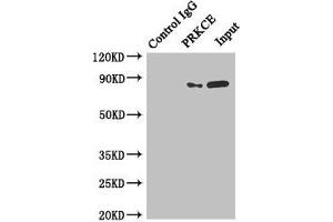 Immunoprecipitating PRKCE in MCF-7 whole cell lysate Lane 1: Rabbit control IgG instead of (1 μg) instead of ABIN7165706 in MCF-7 whole cell lysate.