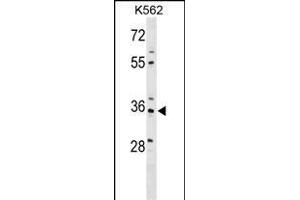 PDLIM4 Antibody (Center) (ABIN1538654 and ABIN2849500) western blot analysis in K562 cell line lysates (35 μg/lane). (PDLIM4 Antikörper  (AA 74-103))