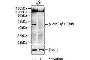 Western blot analysis of extracts of 293 cells, using Phospho-AMPKβ1-S108 antibody (ABIN6135184, ABIN6136014, ABIN6136015 and ABIN6225614) at 1:1000 dilution. (PRKAB1 Antikörper  (pSer108))