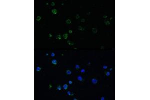 Immunofluorescence (IF) image for anti-Phorbol-12-Myristate-13-Acetate-Induced Protein 1 (PMAIP1) (AA 1-54) antibody (ABIN6145810)