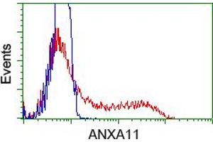 HEK293T cells transfected with either pCMV6-ENTRY ANXA11 (RC212191) (Red) or empty vector control plasmid (Blue) were immunostained with anti-ANXA11 mouse monoclonal (ABIN2452757), and then analyzed by flow cytometry. (Annexin A11 Antikörper)