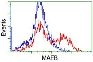 Image no. 2 for anti-Transcription Factor MafB (MAFB) antibody (ABIN1499251) (MAFB Antikörper)