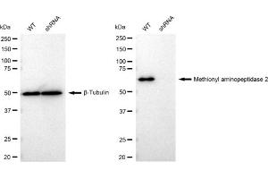 Western blotting analysis using Methionyl aminopeptidase 2 antibody (ABIN7799384).