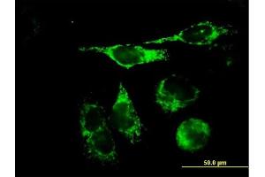 Immunofluorescence of purified MaxPab antibody to TFAM on HeLa cell. (TFAM Antikörper  (AA 1-246))