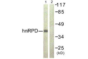 Western Blotting (WB) image for anti-Heterogeneous Nuclear Ribonucleoprotein D (HNRNPD) (Ser83) antibody (ABIN1848048) (HNRNPD/AUF1 Antikörper  (Ser83))