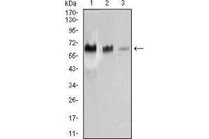 Western Blotting (WB) image for anti-TRAF-Type Zinc Finger Domain Containing 1 (TRAFD1) (AA 401-582) antibody (ABIN1724773)