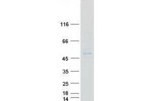 Western Blotting (WB) image for V-Set and Immunoglobulin Domain Containing 8 (VSIG8) protein (Myc-DYKDDDDK Tag) (ABIN2735449)
