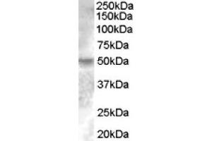 Image no. 1 for anti-Estrogen-Related Receptor gamma (ESRRG) (Internal Region) antibody (ABIN375117) (ESRRG Antikörper  (Internal Region))