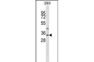 GLYAT Antibody (Center) (ABIN656988 and ABIN2846171) western blot analysis in 293 cell line lysates (35 μg/lane). (GLYAT Antikörper  (AA 171-199))
