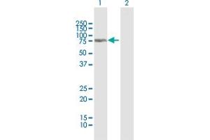 Western Blot analysis of C13orf18 expression in transfected 293T cell line by C13orf18 MaxPab polyclonal antibody. (C13orf18 Antikörper  (AA 1-595))
