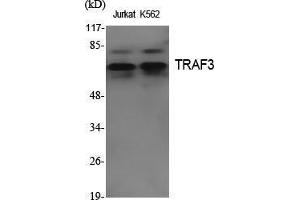 Western Blot (WB) analysis of specific cells using TRAF3 Polyclonal Antibody. (TRAF3 Antikörper  (Internal Region))