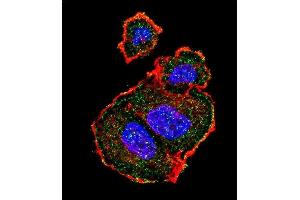 Confocal immunofluorescent analysis of Phospho-TSC2-p Antibody (ABIN389800 and ABIN2839696) with MCF-7 cell followed by Alexa Fluor 488-conjugated goat anti-rabbit lgG (green). (Tuberin Antikörper  (pSer939))