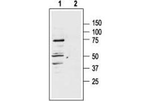 Western blot analysis of rat adrenal lysate: - 1. (MC1 Receptor Antikörper  (3rd Intracellular Loop))