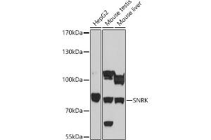 Western blot analysis of extracts of various cell lines, using SNRK antibody (ABIN7270381) at 1:1000 dilution. (SNRK Antikörper  (AA 140-240))