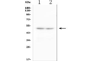 Western blot analysis of Cd244 using anti-Cd244 antibody (ABIN7600549).