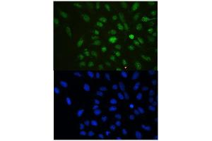 IF analysis of HP1 gamma using anti-HP1 gamma antibody (ABIN5693033). (CBX3 Antikörper  (AA 2-183))