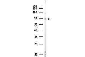 anti-UDP Glycosyltransferase 8 (UGT8) (Internal Region) antibody