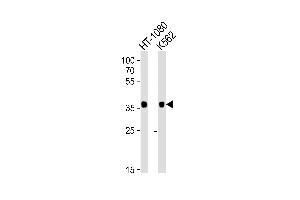 Western blot analysis of lysates from HT-1080, K562 cell line (from left to right), using MRGPRX3 Antibody (N-term) (ABIN6243666 and ABIN6577608). (MRGPRX3 Antikörper  (N-Term))