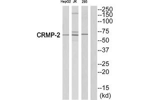 Western blot analysis of extracts from HepG2 cells, Jurkatcells and 293 cells, using CRMP2 (epitope around residue 522) antibody. (DPYSL2 Antikörper  (Ser522))