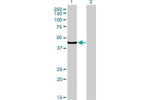 Western Blot analysis of TCF7 expression in transfected 293T cell line by TCF7 monoclonal antibody (M01), clone 1D2.