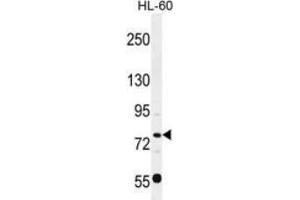 Western blot analysis in HL-60 cell line lysates (35ug/lane) detecting POU2F1 protein (arrow) by the use of POU2F1