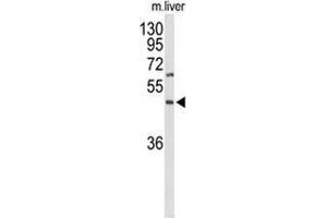 Western blot analysis of GPR160 (arrow) in mouse liver tissue lysates (35ug/lane) using GPR160/GPCR150 Antibody (C-term). (GPR160 Antikörper  (C-Term))