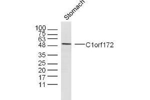 Mouse stomach lysates probed with C1orf172 Polyclonal Antibody, unconjugated  at 1:300 overnight at 4°C followed by a conjugated secondary antibody at 1:10000 for 90 minutes at 37°C. (C1orf172 Antikörper  (AA 245-295))