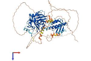 RAP1GAP2 Protein (AA 1-712) (His tag)
