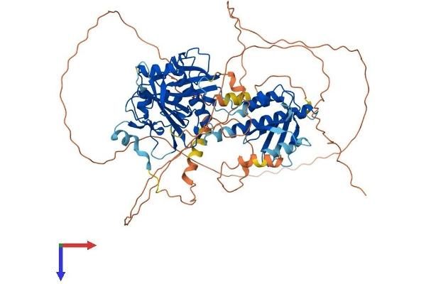 RAP1GAP2 Protein (AA 1-712) (His tag)
