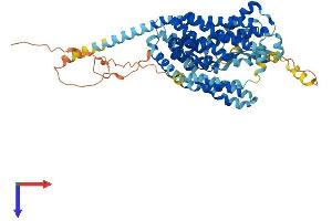 SLC1A2 Protein (AA 1-572) (His tag)