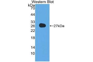 Western Blotting (WB) image for anti-Adiponectin (ADIPOQ) (AA 32-244) antibody (ABIN1857925)