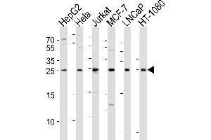 Western blot analysis of lysates from HepG2, Hela, Jurkat, MCF-7, LNCaP, HT-1080 cell line (from left to right), using FGF8 Antibody (N-term) (ABIN6243660 and ABIN6577641). (FGF8 Antikörper  (N-Term))